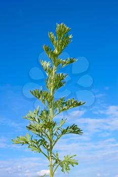 Young green sagebrush plant against the background of blue sky at early summer. Latin name: Artemisia absinthium