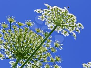 Giant inflorescences of Hogweed plant against blue sky. Latin name: heracleum sphondyl