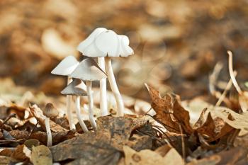 Group of small white mushrooms in the autumn forest among fallen leaves. Sepia