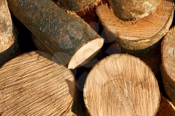 Bunch of hornbeam cut logs as firewood