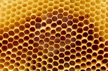 Fragment of honeycomb with empty cells in bright sunlight