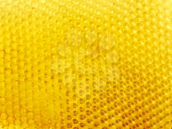 Honeycomb of fresh wax with empty cells
