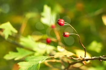 Red hawthorn berries on green leaves background in the early autumn sunny day