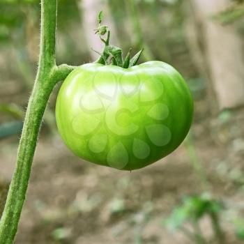 Big green unripe tomato hanging on stem in the greenhouse close-up