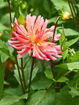 Pink tinge dahlia in flowerbed close up