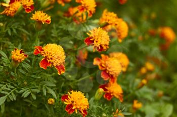 Blossoming marigold flower on a flowerbed in autumn day