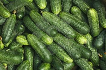 Big pile of fresh green cucumbers as a texture