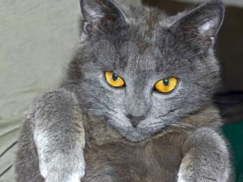 Gray British cat portrait close-up on fuzzy background