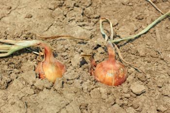 Two ripe onion bulbs have grown in the soil