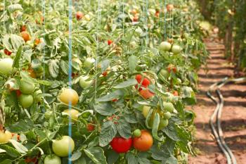 Many ripening tomatoes in soil ground greenhouse