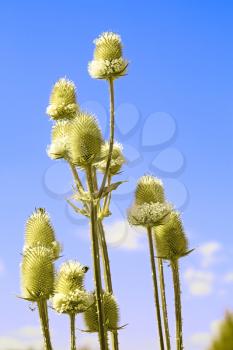 Flowering of Common Teasel close up against blue sky. In Latin: Dipsacus sylvestris, family Dipsacaceae