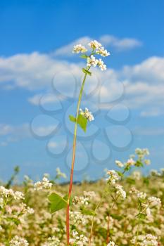 Buckwheat inflorescence above flowering field in a fine summer day