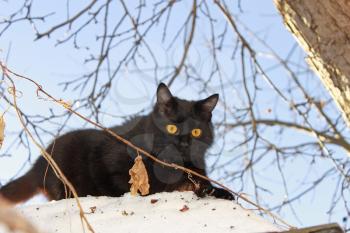 A young black cat outdoors in winter