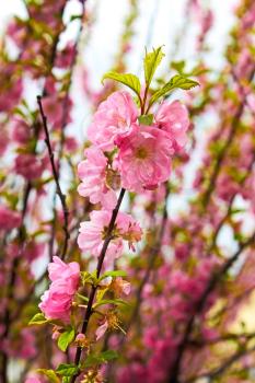 Sakura in spring time. Flowering Japanese Cherry shoots on a background of sky