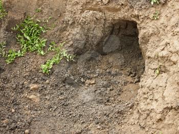 Recently niche dug in the clay soil