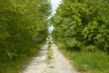 Narrow rural road between green fruit trees