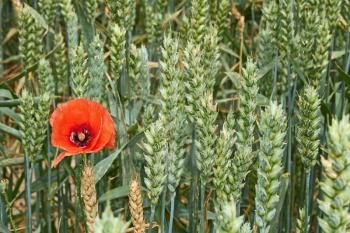 Red wild poppy flower among green ears of wheat during ripening