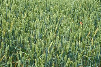 Green ears of wheat on the field in ripening period in early summer
