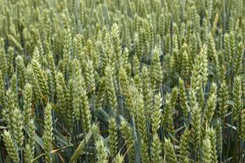 Green wheat ears close-up on the field in ripening period in summertime