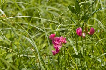 Flowering of red leguminous wild herbs on the meadow in sunny summer weather