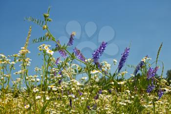 Rapid flowering of variety wild motley grasses on the blue sky background in sunny summer weather