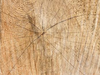Detailed structure of wooden cutting log, close-up