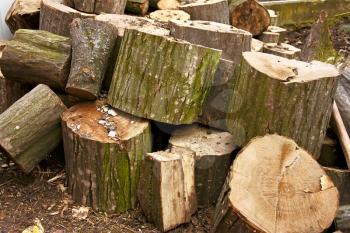 Pile of big hornbeam chopped logs for firewood