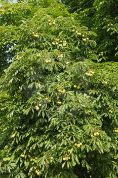 Detail of chestnut tree in summertime. Latin name: Aesculus hippocastanum
