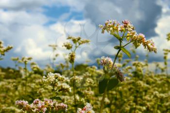 Buckwheat inflorescence close-up on the background of buckwheat fields