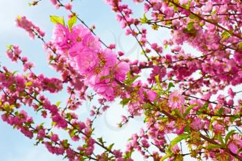 Sakura in springtime. Flowering Japanese Cherry shoots on a background of sky
