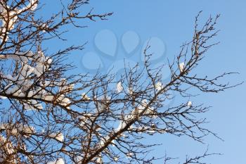 Tufts of snow on the plum tree branch against a blue cloudless sky. View from bellow