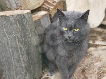 Mature gray cat outdoors near the large hornbeam logs for firewood