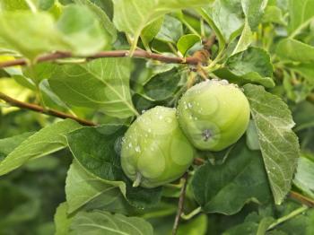 Two young green apple fruits with water drops after rain hanging on a branch
