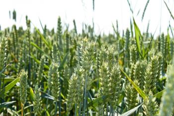 Green ears of wheat closeup in the field before ripening in June 