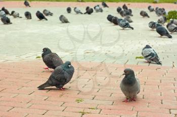 Group of urban pigeons on city sidewalk tiles before rainy weather