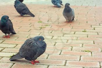 Urban pigeons on city sidewalk tiles before rainy weather