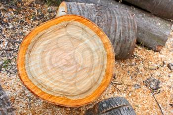 Heap of firewood cutting logs close up