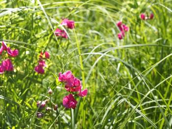 Flowering pink tuberous pea among meadow grasses. This plant also known as the tuberous vetchling, earthnut pea, or aardaker. Latin name: Lathyrus tuberosus