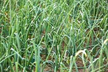 Green onion plants are grown in soil