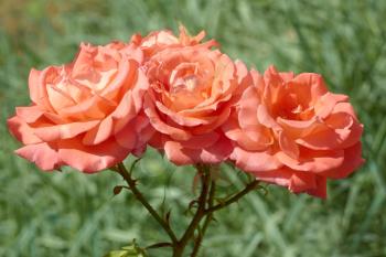 Three bright roses of coral color flowering on a branch against green flowerbed background