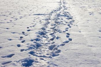 Narrow footpath trodden on the snow on a sunny winter day