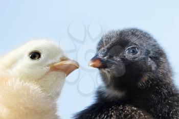 Heads of two fluffy chicks of black and white color against the blue sky