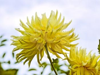 Yellow dahlia flowers on the sky background close up