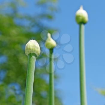 Three onion buds against the blue sky and green tree