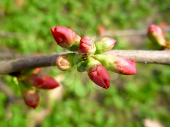 Pink cherry buds on the branch. Close-up