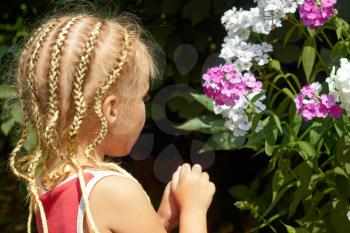 Little Caucasian girl with pigtails in the park looking the flowering Hesperis plant