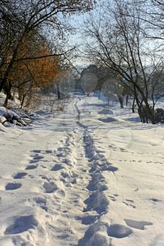 Narrow footpath trodden on the snow among trees on a sunny winter day