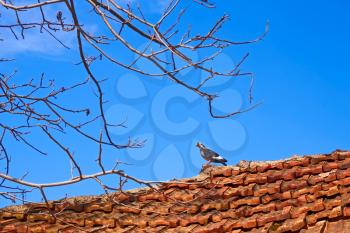 Bird dove standing on an old tiled roof against a blue sky in spring