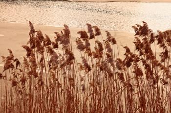 Group of dried cane plants above freezing pond in early winter. Sepia