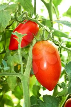 Red oblong tomatoes hanging in film greenhouse in autumn